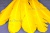 Декоративный Пучок из перьев, перо 23см/желтый - купить в Новокузнецке. Цена: 12.19 руб.